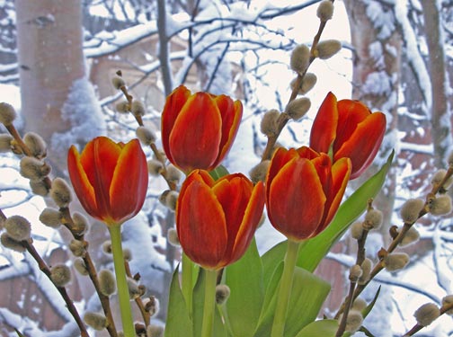 Red tulips, pussywillows in snow storm