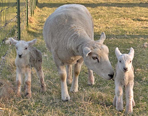newborn twin lambs with ewe