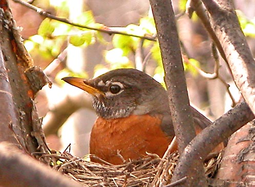 Mrs. Robin tends her eggs on the nest