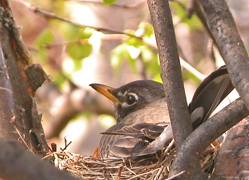 Mrs. Robin tends her eggs on the nest