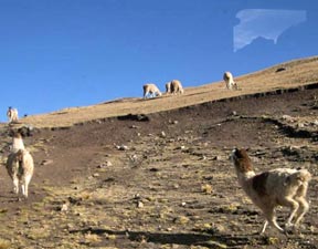 Fleeing llamas