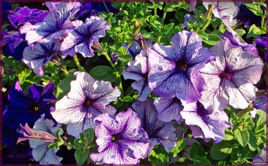 Bitzi's Pretty Purple Petunias