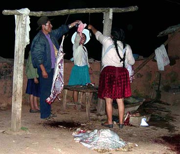 slaughtering lamb