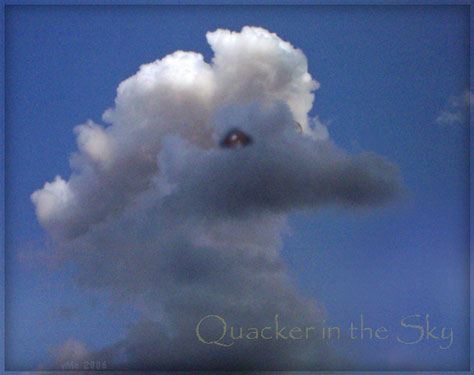 Duck under an umbrella!