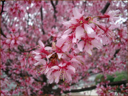cherry blossoms