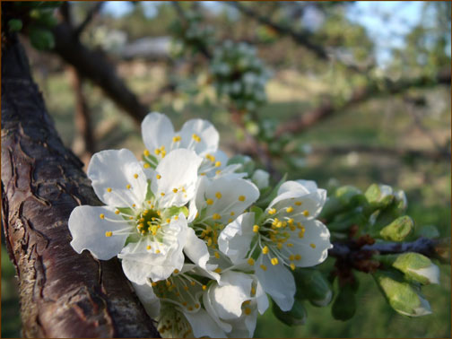 plum blossoms
